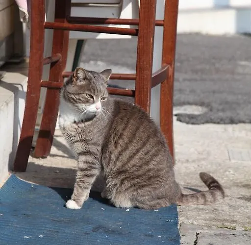 La Casa Sul Molo Panzió Viareggio